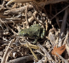 Anaxyrus debilis
