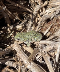 Anaxyrus debilis