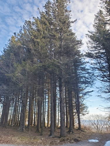 Cold Springs Trail