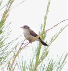 Serpophaga nigricans