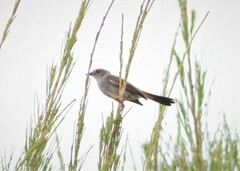 Serpophaga nigricans
