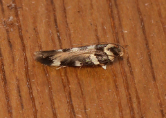 Macrobathra bigerella