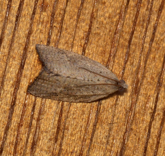 Meritastis