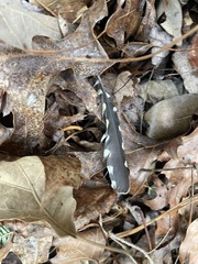 Melanerpes carolinus