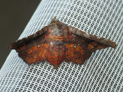 Thyrididae
