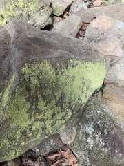 Botryolepraria lesdainii