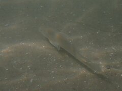 Menticirrhus undulatus