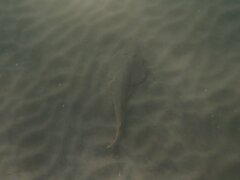 Pseudobatos productus