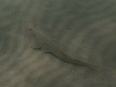 Pseudobatos productus