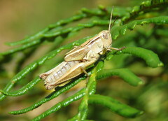 Phaulacridium marginale