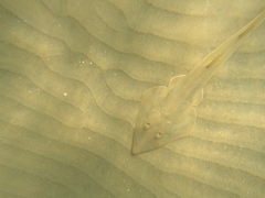 Pseudobatos productus