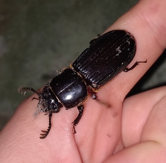 Passalus