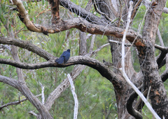 Eudynamys orientalis cyanocephalus
