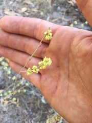 Eriogonum roseum