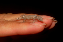 Sphaerodactylus glaucus