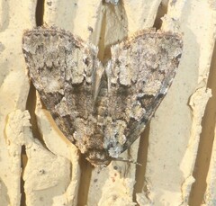 Leuconycta lepidula