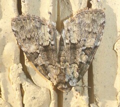 Leuconycta lepidula