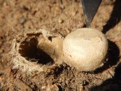 Bothriocyrtum californicum