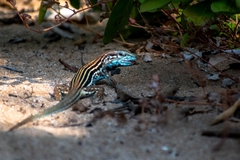 Aspidoscelis lineattissimus