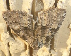Leuconycta lepidula