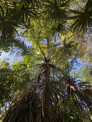 Cryosophila stauracantha