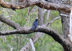 Eudynamys orientalis cyanocephalus