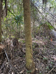 Cryosophila stauracantha