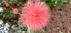 Calliandra tergemina