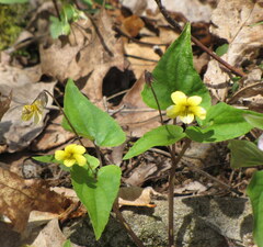 Viola pubescens