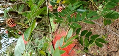 Calliandra tergemina