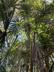 Cryosophila stauracantha