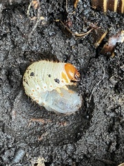 Dynastes tityus