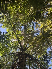 Cryosophila stauracantha