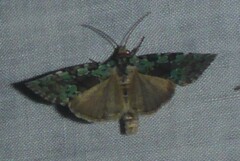 Leuconycta lepidula