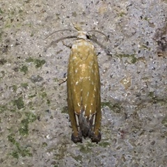 Eucosma floridana