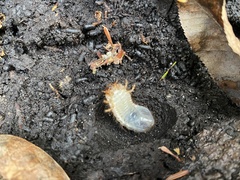 Dynastes tityus