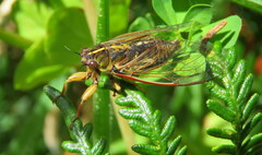 Kikihia southwestlandica