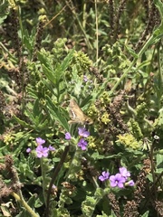 Taractrocera papyria