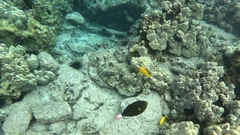 Melichthys vidua