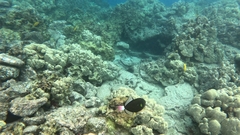 Melichthys vidua