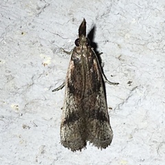 Peoria longipalpella