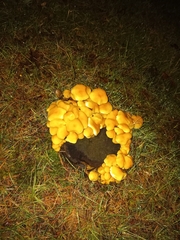 Pleurotus citrinopileatus
