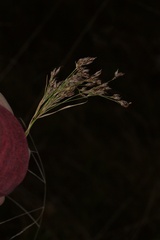 Rhynchospora odorata