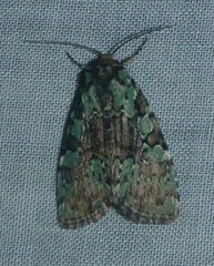 Leuconycta lepidula