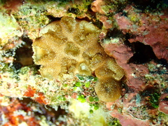 Sphenopidae