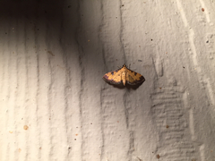 Ategumia ebulealis