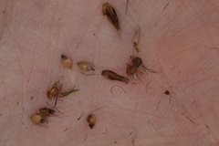 Rhynchospora odorata