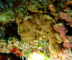 Sphenopidae