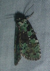Leuconycta lepidula