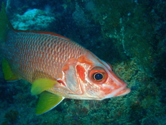 Sargocentron spiniferum